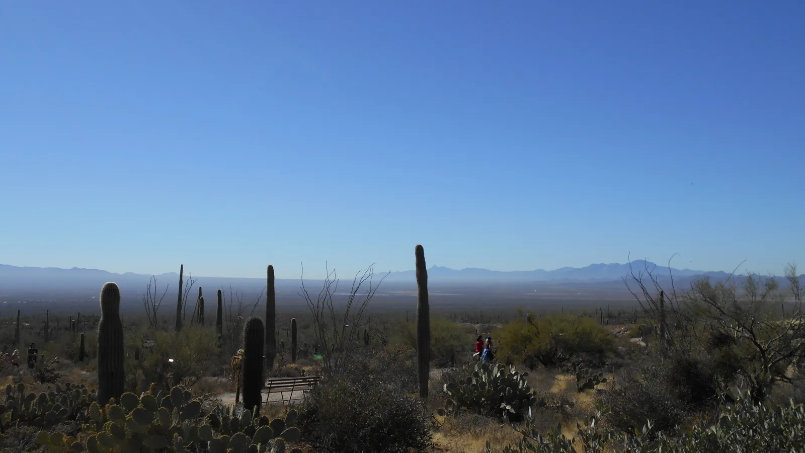 The Sonoran Desert at sunset, with saguaro cacti and distant mountains.