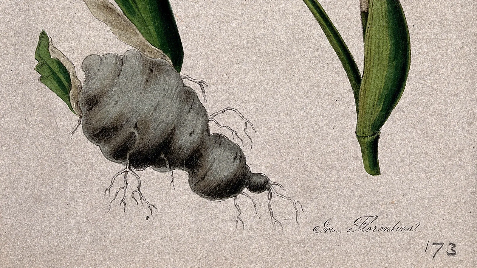 A hand-coloured 1842 botanical lithograph showing the rhizome of the flag iris.