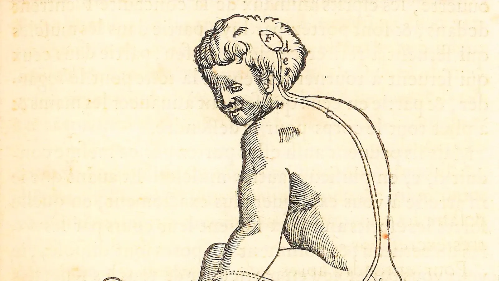 Engraving from Descartes's Treatise on Man showing the reflex arc and the pineal gland.