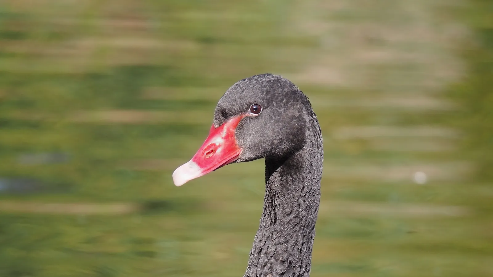 A black swan, the canonical image of falsification of the universal generalization 'all swans are white'.
